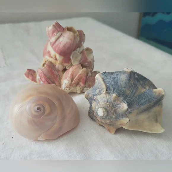 Shells And Barnicle East Coast Florida - Picture 2 of 10